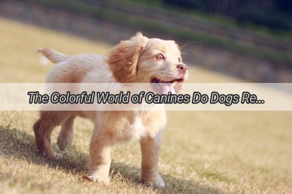 The Colorful World of Canines Do Dogs Really Recognize Colors